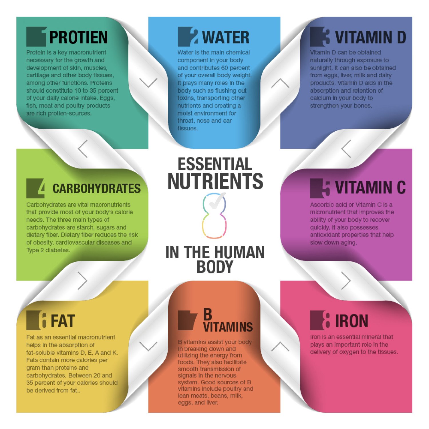 8 Essential Nutrients of the Human Body