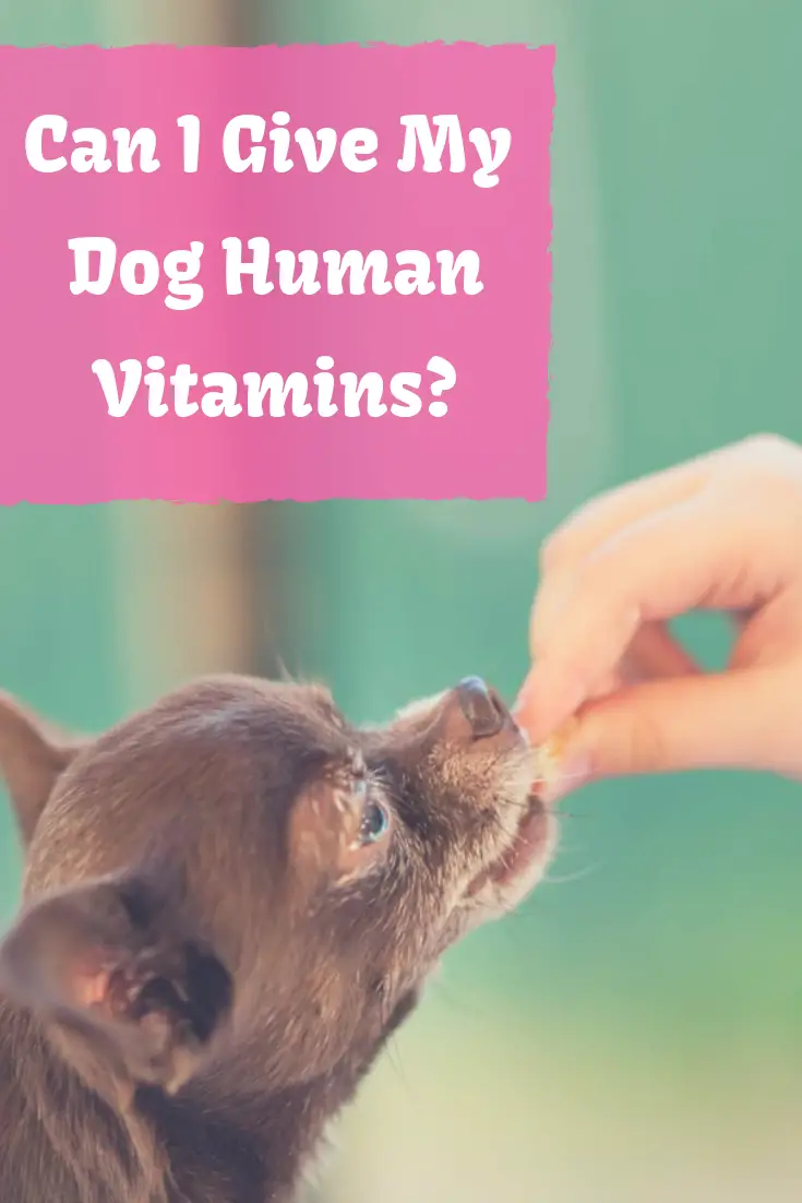 Can I Give My Shih Tzu Human Vitamins &  Supplements?