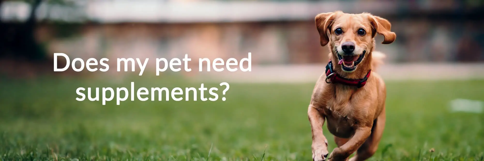 Does my pet need supplements?