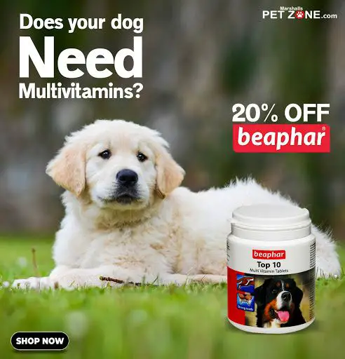Does your dog need multivitamins? Try Beaphar Top 10 ...