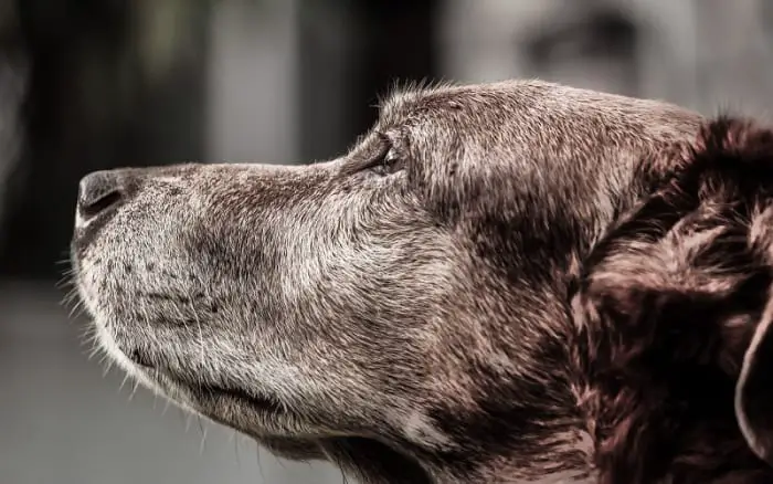 Dog Dementia Home Remedies
