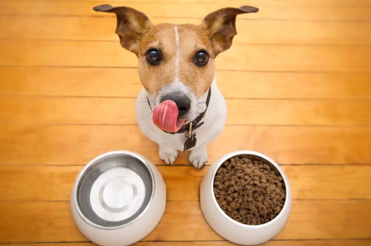 Dog food recall over toxic levels of vitamin D