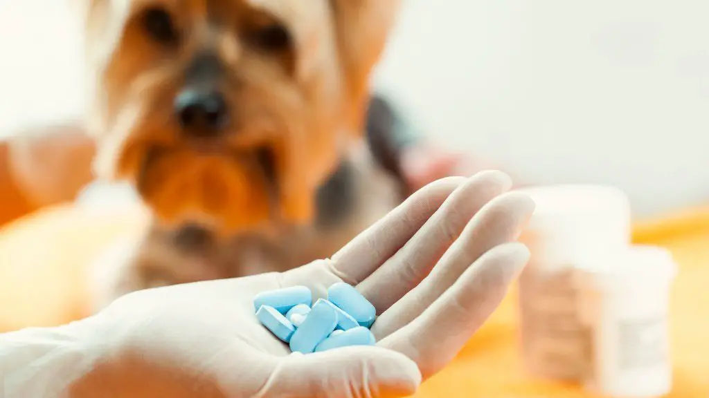Dog vitamins: what supplements do dogs need?