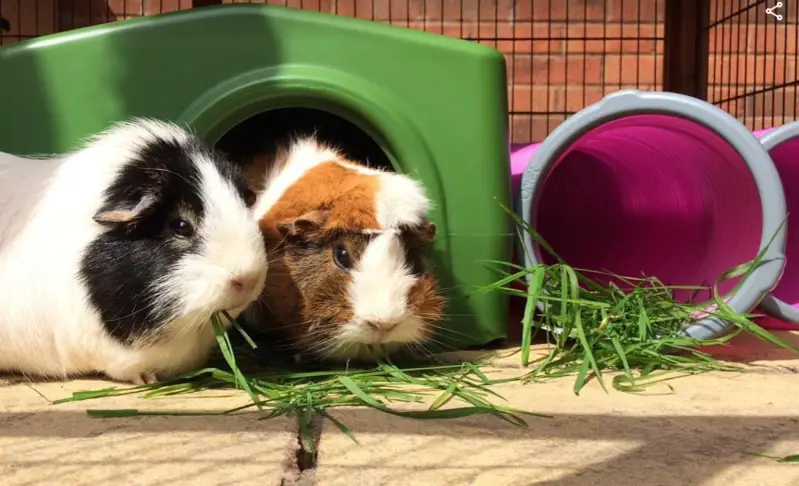 Guinea Pig Supplements &  Vitamins: What Do You Need to ...
