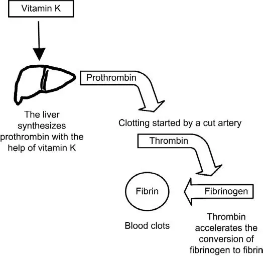 Health Tooty Fruity: Vitamin K and Blood Clotting