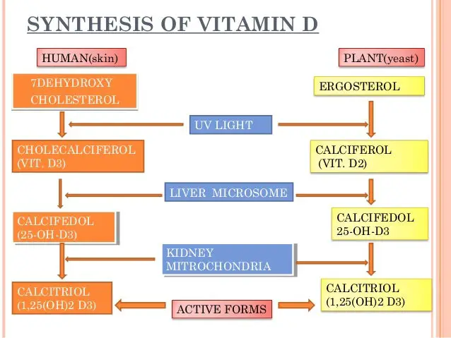 Low Cholesterol And Vitamin D Deficiency