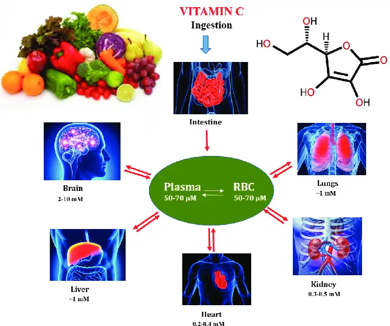 Role Of Vitamin C In COVID 19 Treatment