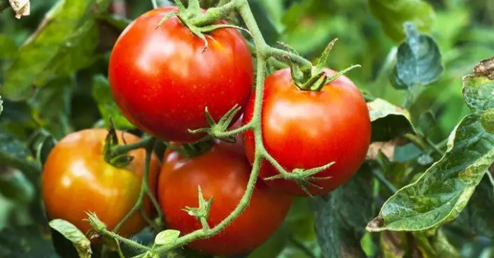 Studies Show Tomatoes Blasted with LED Light Have 50% More Vitamin C