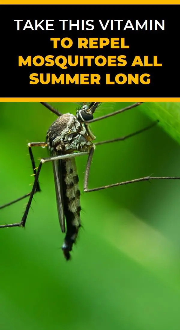 Take This Vitamin to Repel Mosquitoes All Summer Long (With images ...