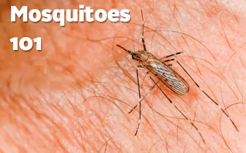 Vitamin B1 To Stop Mosquito Bites