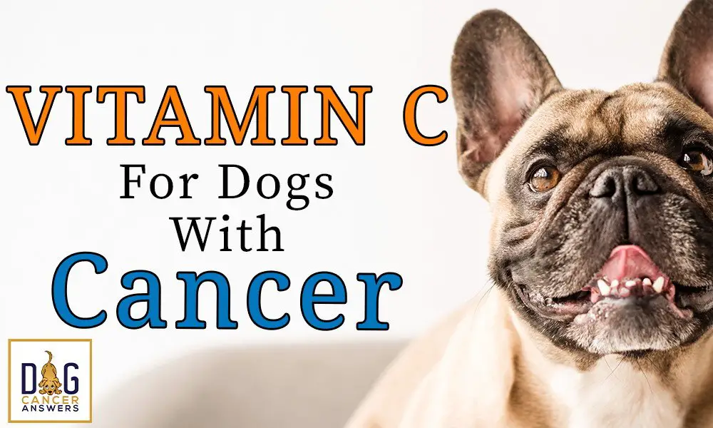Vitamin C for Dogs with Cancer  Dr. Nancy Reese Q& A