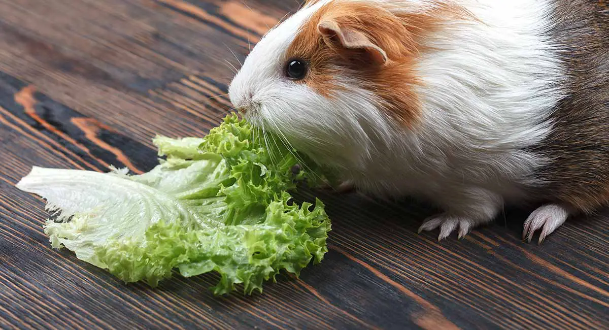Vitamin C For Guinea Pigs  A Vital Supplement For Staying ...