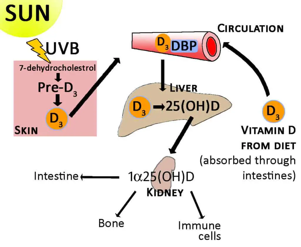 Vitamin D â Benefits, Uses and Facts (UPDATE: Jun 2018 ...