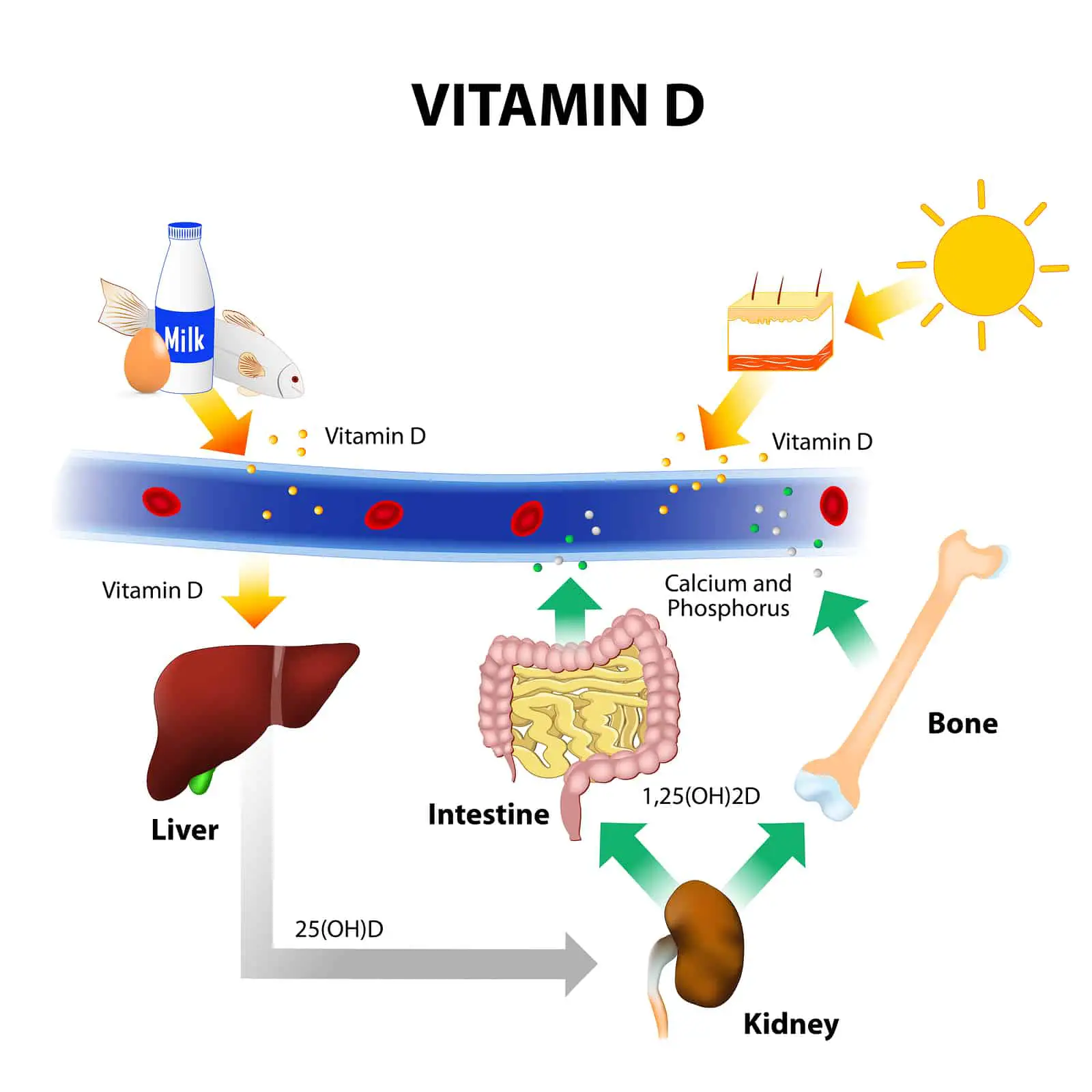 Vitamin D &  parathyroid hormone are associated with instability &  poor ...