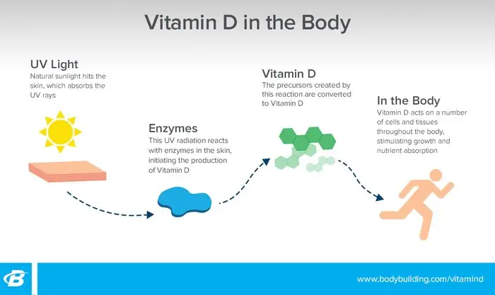 Vitamin D: the sunshine vitamin