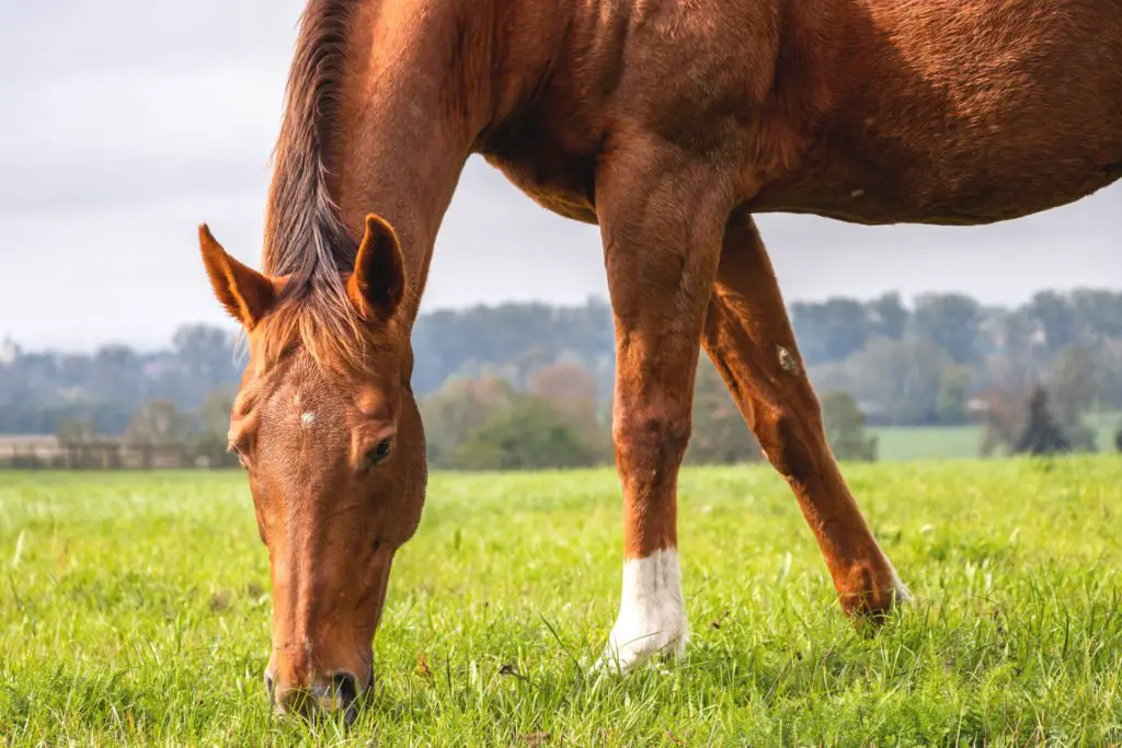 Why Do Horses Need Vitamin E?  The Horse