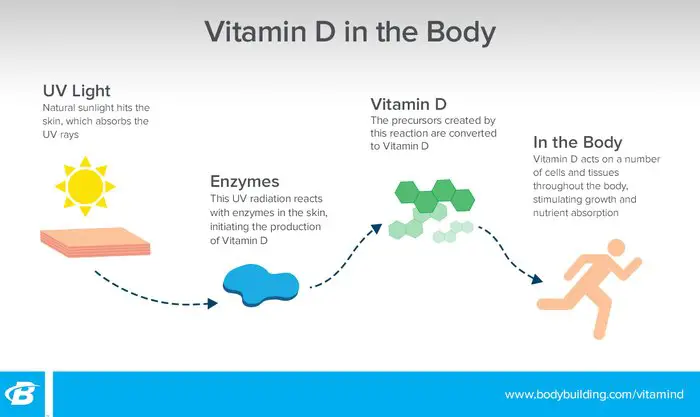Your Expert Guide To Vitamin D